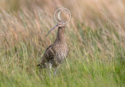   Common Curlew DM2053